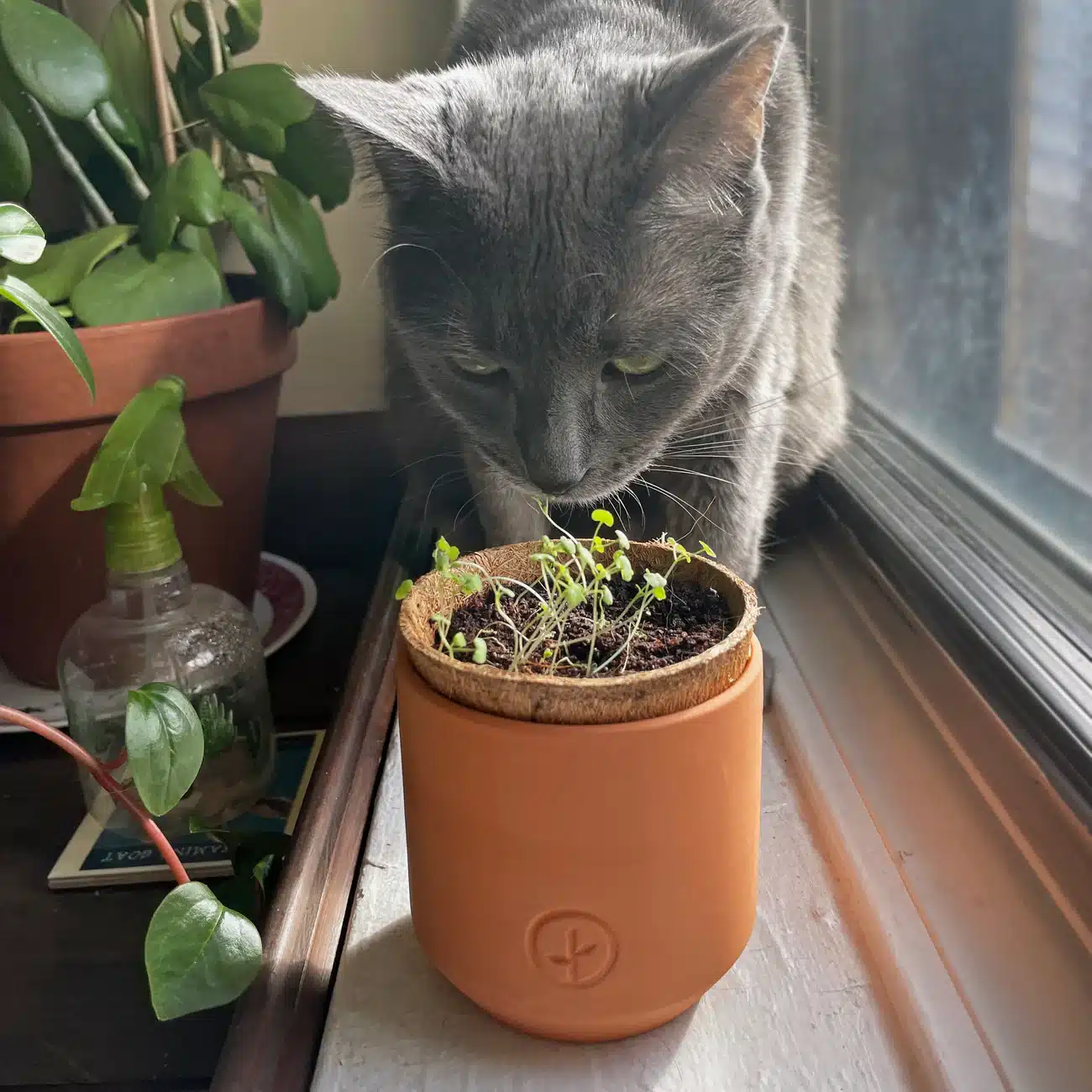 Curious Catnip Grow Kit - Image 2